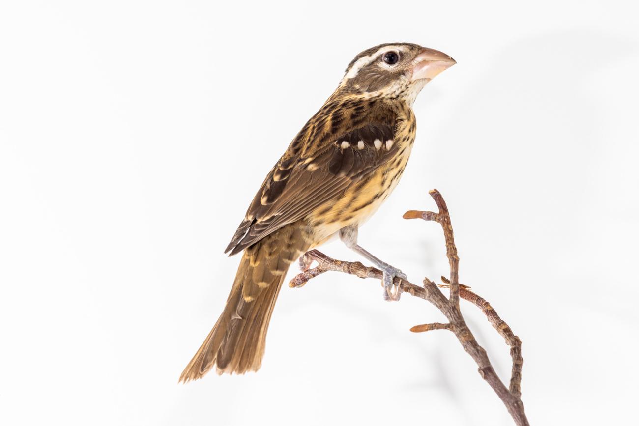 Rose-breasted grosbeak (bird) perched on a tree branch in front of a white background