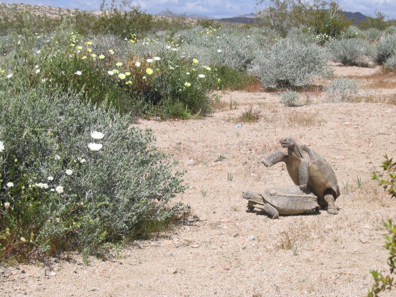 Tortoises Mating