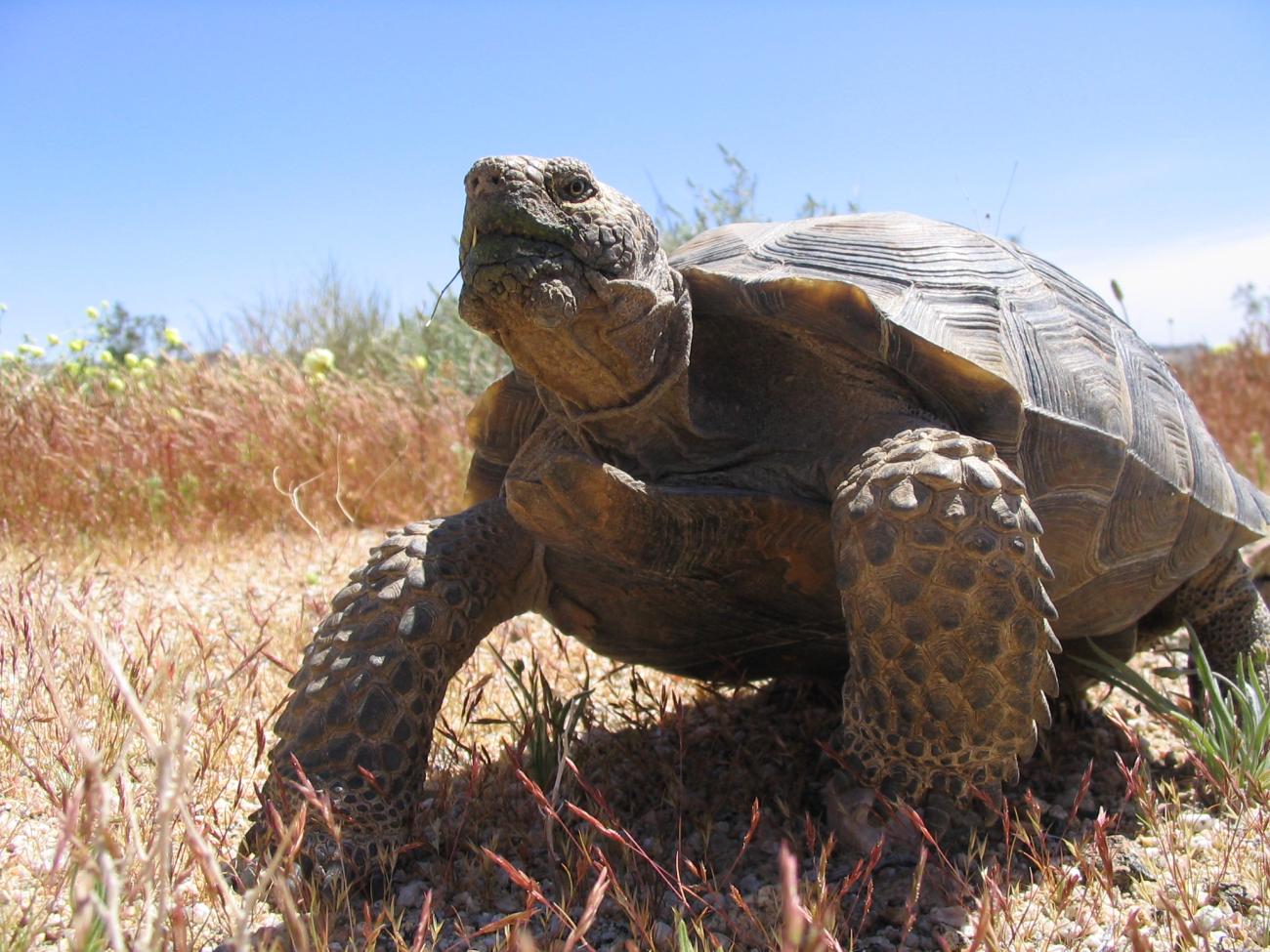 Desert Tortoise