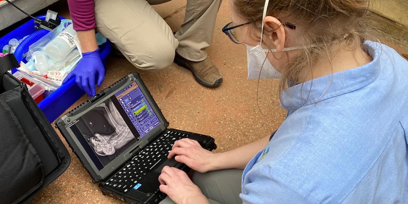 Veterinarian reviewing cheetah x-ray