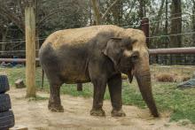 Asian elephant Ambika at the Smithsonian's National Zoo's Elephant Trails habitat in 2016.