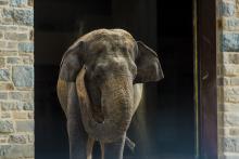 Asian elephant Shanthi at the Elephant Trails exhibit. 