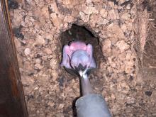 A Guam kingfisher hatched at the Smithsonian Conservation Biology Institute April 21. It is being raised by its parents, Giha and Animu. 