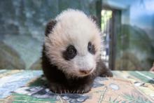 A young giant panda cub with black-and-white fur, small claws and round ears stands on a table inside the panda habitat during a routine exam.