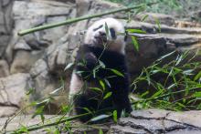 Giant panda cub Xiao Qi Ji stands on rockwork in his habitat and tastes the leaves on a piece of bamboo.