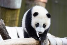 Giant panda cub Xiao Qi Ji walks across a hammock made of recycled firehose