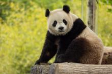 Two-year-old male giant panda Bao Li in his habitat at Shenshuping Base in Wolong, China, May 16.