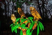 An owl lantern display at the 2023 Zoo Lights event at the Smithsonian's National Zoo. 