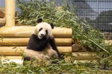 Giant panda Qing Bao in her habitat at Smithsonian's National Zoo and Conservation Biology Institute