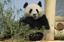 Giant panda Qing Bao in her habitat at Smithsonian's National Zoo.