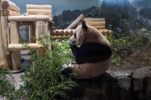 Giant panda Bao Li eats bamboo in his indoor habitat at the Smithsonian's National Zoo.