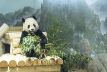 Giant panda Bao Li in his habitat at Smithsonian's National Zoo.