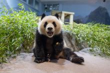 Surrounded by leafy green bamboo, a female giant panda faces the camera in her indoor habitat.