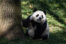 A black and white panda rests her paw on a large tree trunk.