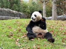 Giant panda Bao Li experiences the first snowfall of the season on Nov. 22, 2024. Photo credit: Mariel Lally, Smithsonian's National Zoo and Conservation Biology Institute.