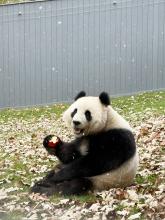 Giant panda Qing Bao experiences the first snowfall of the season on Nov. 22, 2024. Photo credit: Mariel Lally, Smithsonian's National Zoo and Conservation Biology Institute.