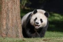 Female giant panda Qing Bao in her habitat at Smithsonian’s National Zoo and Conservation Biology Institute Oct. 23, 2024. Credit: Roshan Patel, Smithsonian’s National Zoo and Conservation Biology Institute.