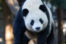 Giant panda Bao Li in his outdoor habitat Oct. 30, 2024. Photo credit: Roshan Patel/Smithsonian's National Zoo and Conservation Biology Institute.