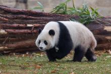 Giant panda Qing Bao explores her outdoor habitat Dec. 10, 2024. Credit: Roshan Patel/Smithsonian's National Zoo and Conservation Biology Institute