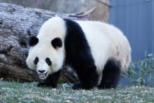 Giant panda Qing Bao explores her outdoor habitat Jan. 4, 2025. Credit: Roshan Patel/Smithsonian's National Zoo and Conservation Biology Institute