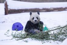 Giant panda Bao Li eats bamboo in his snow-covered outdoor habitat Jan. 6, 2025. Roshan Patel/Smithsonian's National Zoo and Conservation Biology Institute