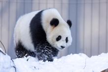 Giant panda Qing Bao explores her snow-covered outdoor habitat Jan. 8, 2024. Credit: Roshan Patel/Smithsonian's National Zoo and Conservation Biology Institute