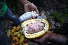 Unripe and ripened cacao seeds.  