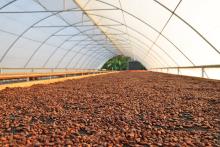 Rich brown cacao seeds drying. 