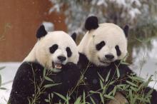 Giant pandas Mei Xiang and Tian Tian sit side-by-side in the snow eating bamboo