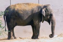 In 2013, Asia elephant Shanthi tested out a GPS tracking collar. Zoo scientists use these collars to monitor human-elephant conflict in Myanmar. 