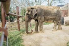 Asian elephant Ambika at the Smithsonian's National Zoo's Elephant Trails habitat in 2016.