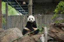 Bao Bao 