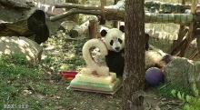 Bei Bei eating his birthday cake. 