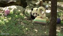 Bei Bei eating his birthday cake. 