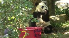 Bei Bei eating his birthday cake. 