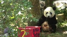 Bei Bei eating his birthday cake. 