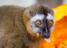 Red-fronted Lemur Flare at the Smithsonian's National Zoo's Lemur Island habitat. 