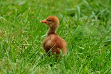 A hooded crane chick in the grass. 