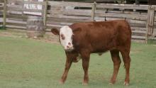 Hereford calf Willow at the Kids' Farm. 