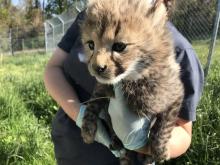 A cheetah keeper holds out a cheetah cub