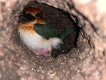 Guam Kingfisher Giha and her chick that hatched April 21, 2020. 