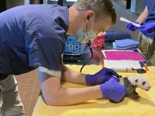 A veterinarian examines a giant panda cub. At about 1-month-old, the cub has a thin layer of black-and-white fur, tiny claws and eyes just beginning to open.