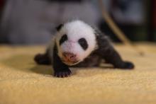 Giant panda cub 