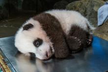 A young giant panda cub with black-and-white fur, round ears and small claws rests on a scale during a routine veterinary exam.