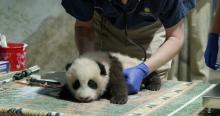 A young giant panda cub with black-and-white fur, round ears and small claws rests lays on a table as a veterinarian exams him with a stethoscope during a routine exam.