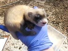 a black-footed ferret kit sits curled up in the gloved hand of a keeper