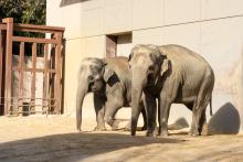 Two Asian female elephants.