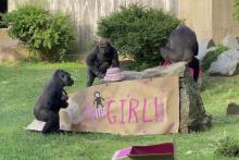 Primate keepers—with help from the western lowland gorilla troop—revealed that the baby gorilla born May 27 at the Smithsonian’s National Zoo and Conservation Biology Institute is female. Pictured are Calaya and her newborn, Moke and Mandara. 