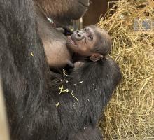 After five days of public voting and just under 24,000 votes, the baby western lowland gorilla at the Smithsonian’s National Zoo and Conservation Biology Institute is named Zahra [ZAH-rah], which means “beautiful flower” in Swahili.