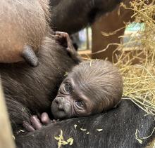 After five days of public voting and just under 24,000 votes, the baby western lowland gorilla at the Smithsonian’s National Zoo and Conservation Biology Institute is named Zahra [ZAH-rah], which means “beautiful flower” in Swahili.